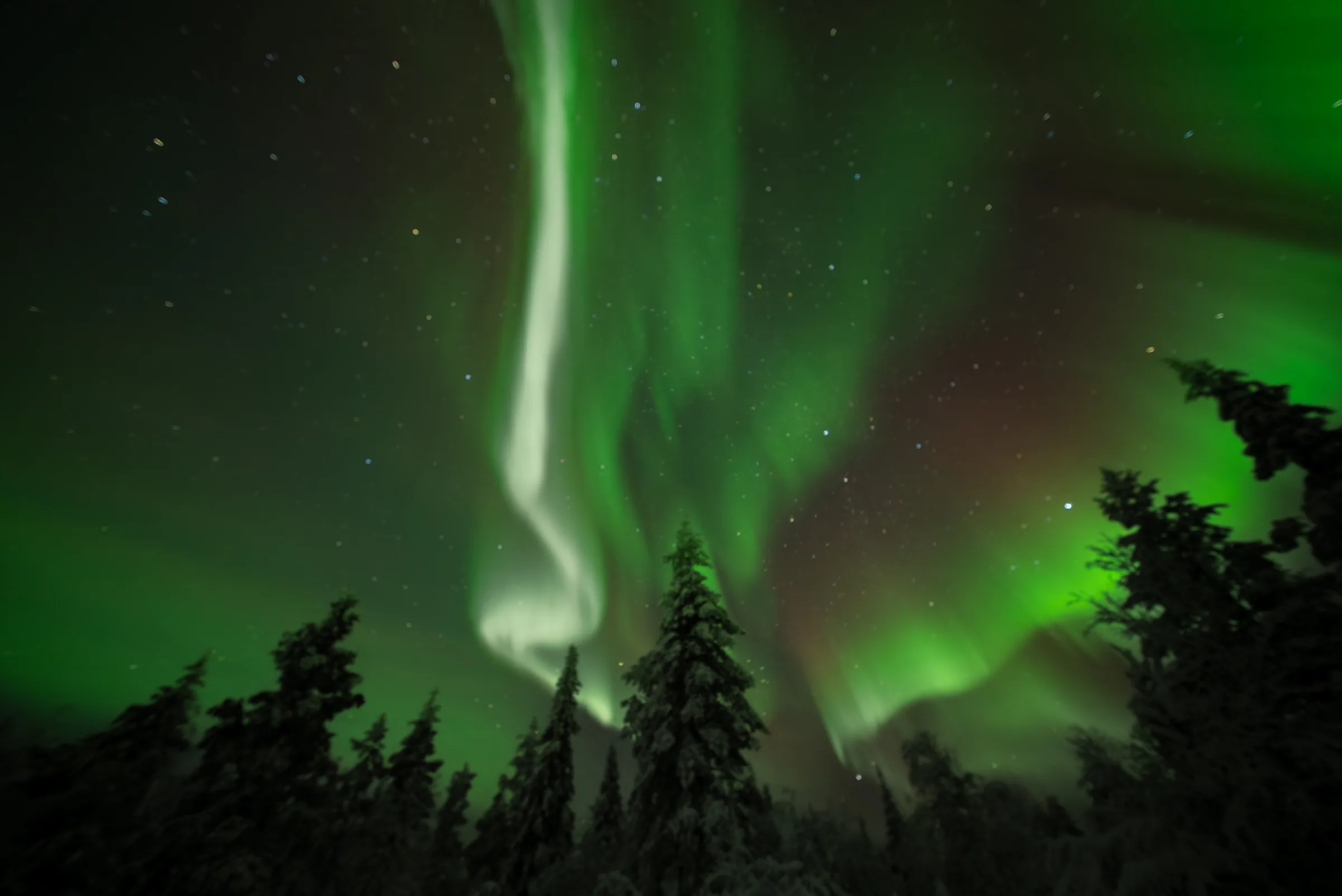 Vihreät revontulet kuusimetsän yllä Lapissa